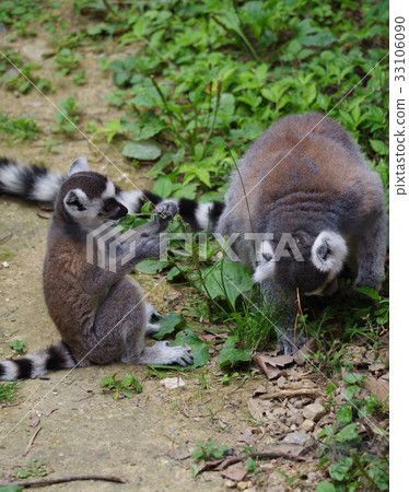 Wolverine lemur 33106090