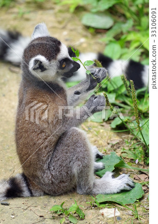 Wolverine lemur 33106091