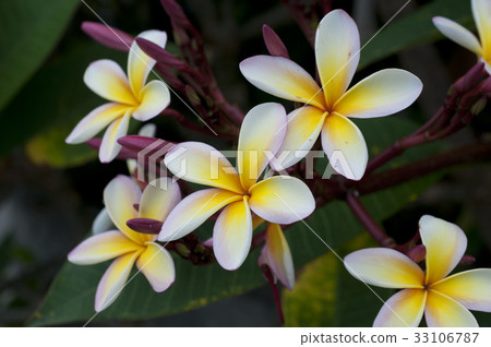 Plumeria 33106787