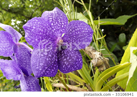 冉花Banda Pachara喜悅 33106941