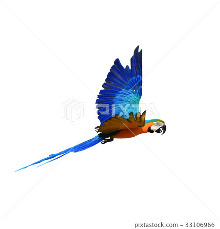 Macaw Parrot isolated on white background Macaw Parrot isolated on white background 33106966