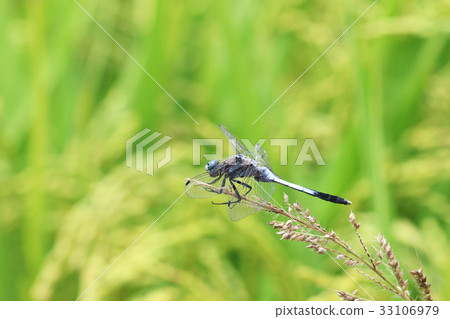 Shiokaratombo 33106979