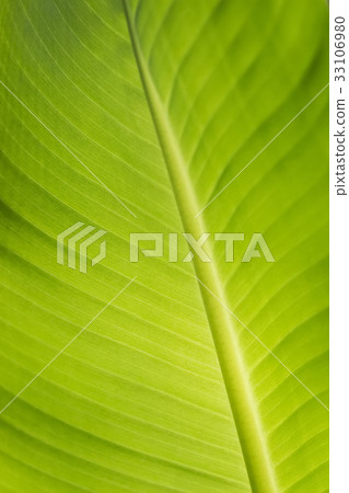 Banana leaves Banana leaves 33106980
