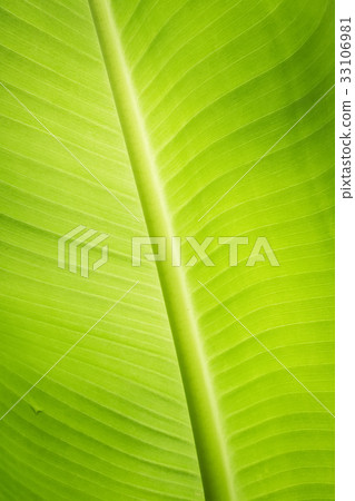 Banana leaves Banana leaves 33106981