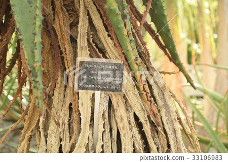 The stem of the tropical plant Aloe marlothy 33106983