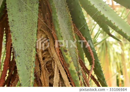 Tropical plant aloe marlollis 33106984