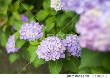 繡球 繡球 33107007