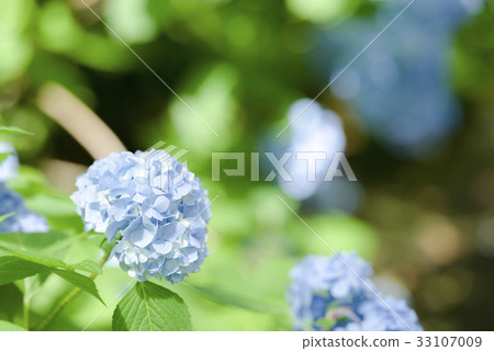 繡球 繡球 33107009