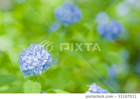 繡球 繡球 33107011