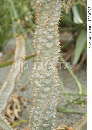 Tropical plants cactus euphorbia perrieri 33107074