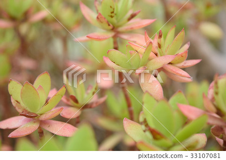 Succulent plant crassa Succulent plant crassa 33107081