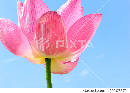 蓮花 蓮花 33107871