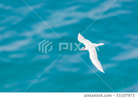海鳥在海面上空飛行 33107973
