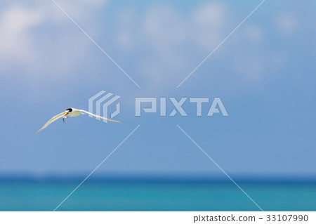 Seabird flying above the sea Seabird flying above the sea 33107990