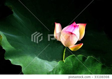 荷花,蓮花,大王蓮,花,風景,植物 荷花,蓮花,大王蓮,花,風景,植物 33108308