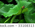 荷花,蓮花,大王蓮,花,風景,植物 33108313