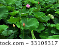 荷花,蓮花,大王蓮,花,風景,植物 33108317