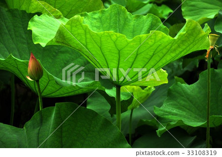 荷花,蓮花,大王蓮,花,風景,植物 33108319