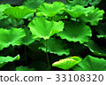 荷花,蓮花,大王蓮,花,風景,植物 33108320