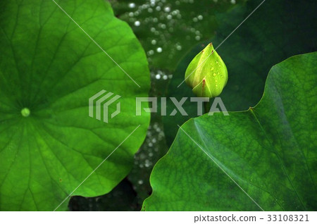 Lotus, lotus, great lotus, flower, landscape, plant 33108321