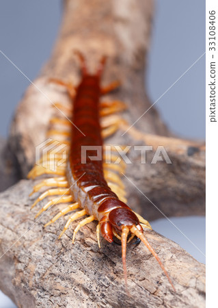 centipede 33108406