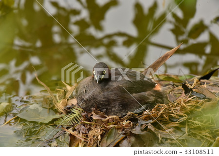 [Wild bird] Grebe that warms eggs 33108511