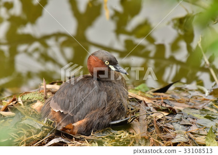 [Wild bird] Grebe that warms eggs 33108513