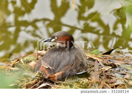 [Wild bird] Grebe that warms eggs 33108514