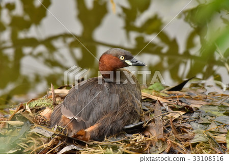 [Wild bird] Grebe that warms eggs 33108516