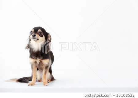 Chihuahua long coat Chihuahua long coat 33108522