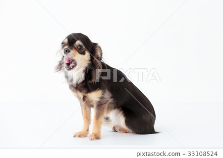 Chihuahua long coat Chihuahua long coat 33108524