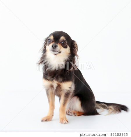 Chihuahua long coat Chihuahua long coat 33108525