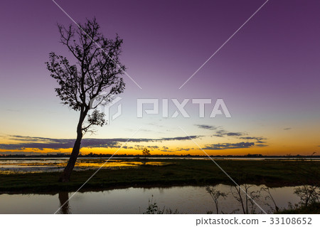 Trees Black dawn Trees Black dawn 33108652