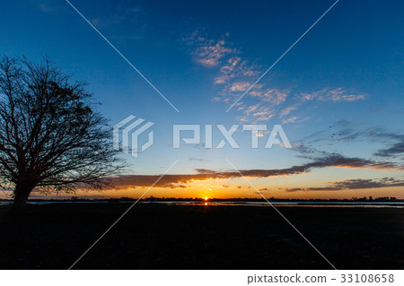 Trees Black dawn 33108658