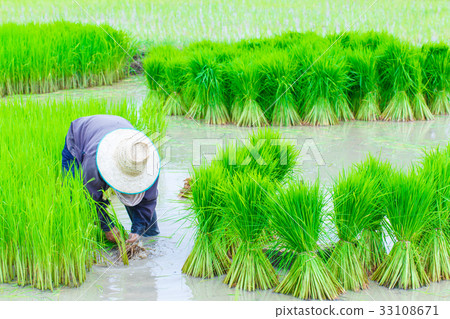 圖庫照片: thailand farmers rice planting working