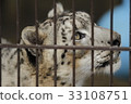 Snow leopard 33108751
