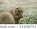 Prairie dog 33108753