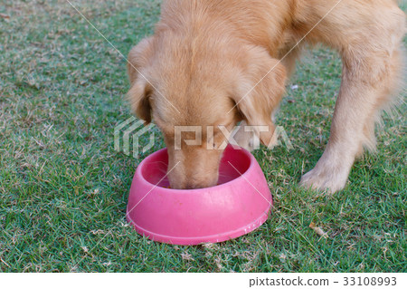 Dog eat 33108993