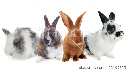 group of rabbit 33109235
