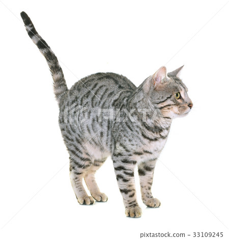 bengal cat in studio 33109245