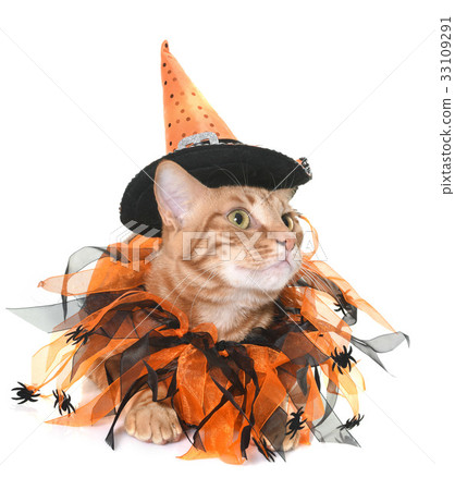 ginger cat and halloween ginger cat and halloween 33109291