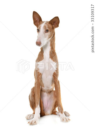 podenco ibicenco in studio 33109317