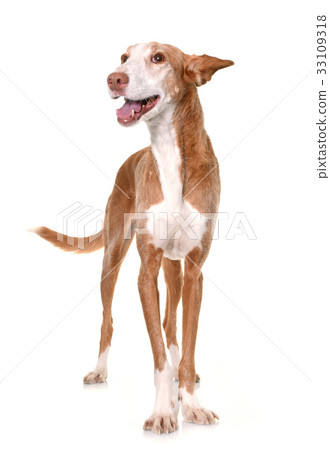podenco ibicenco in studio 33109318