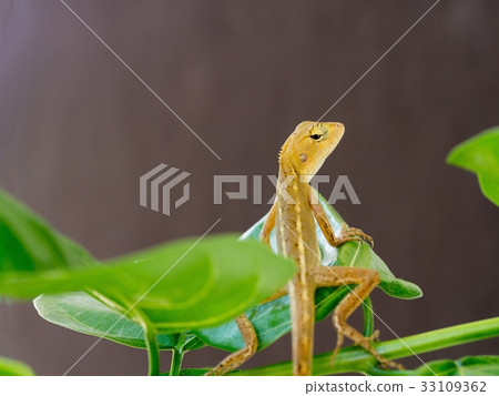 Lizard, galliwasp or chameleon is on tree 33109362