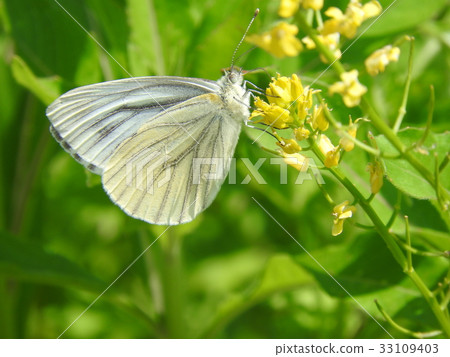 條紋白蝴蝶 33109403