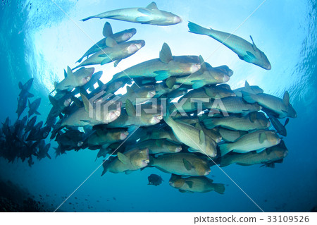 A group of camphor die 33109526