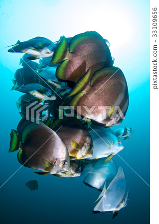 Flock of swallows 33109656