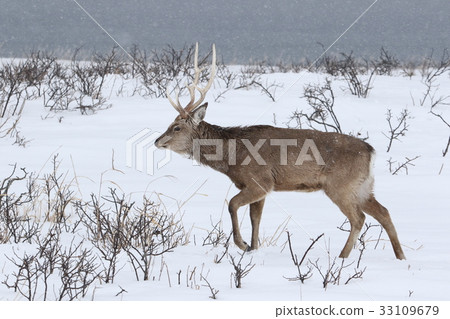 吃為在雪的食物的公Sika鹿 33109679