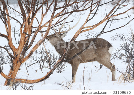 Male Sika deer eating bark in the snow-bark feeding damage 33109680