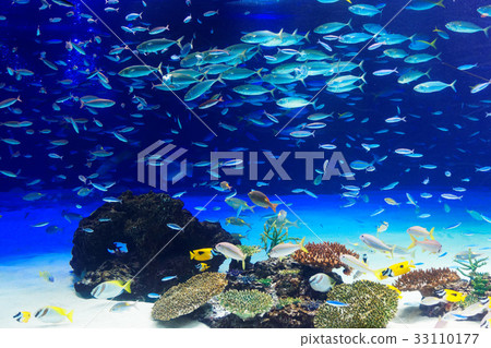 Ikebukuro Sunshine Aquarium coral reef and saltwater fish Ikebukuro Sunshine Aquarium coral reef and saltwater fish 33110177